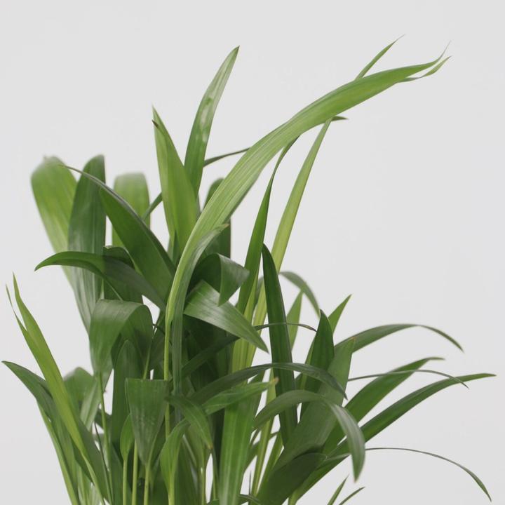 Produktbild Plant in a Box Areca, Chamaedorea, Yucca - 3er Mischung Mini Palme (25 cm)