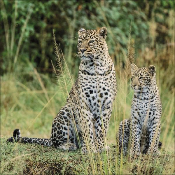 Produktbild Big Cats 2026