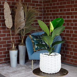 Immagine prodotto Flowerbox Set di 3 alberi della gomma - Ficus elastica "Robusta (50 cm)