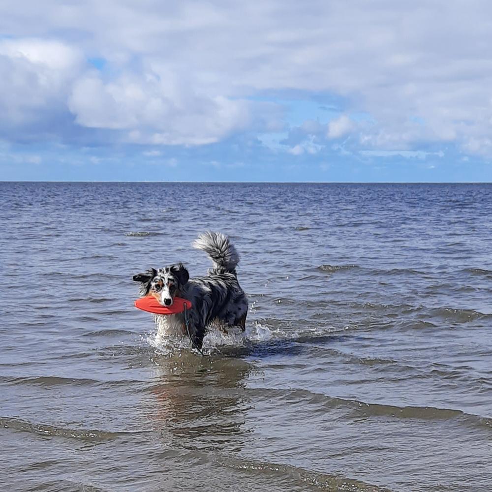 Thumbnail - Nobby TPR Lifeboard mit Seil (Kauspielzeug), Hundespielzeug