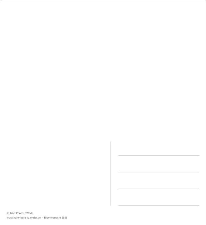 Produktbild Harenberg Blumenpracht Postkartenkalender 2026 - Wochenkalender mit 53 Postkarten (Deutsch)