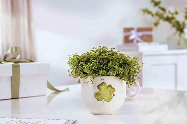 Actual product image Villeroy & Boch Henkelbecher Good Luck With Love (290 ml, 1 x)