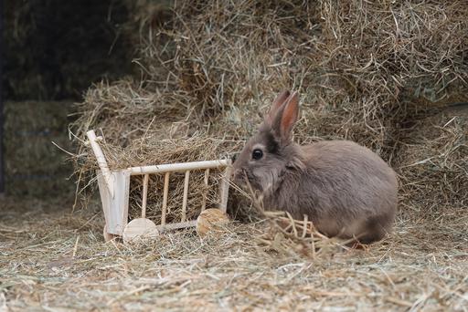 Immagine prodotto Karlie Portafieno Bollwagen Carro