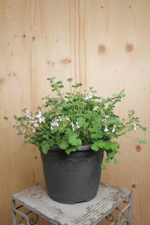 Image du produit Säntispracht Le géranium odorant aux arômes essentiels - Pelargonium hybrida (60 cm)