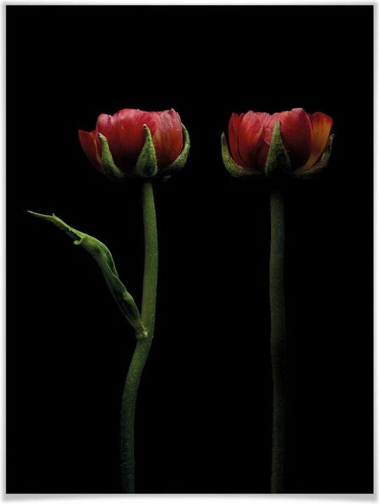 Produktbild Trenddeko Zwei rote Ranunkeln (30 x 40 cm)