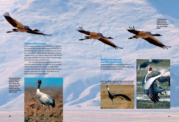 Image du produit Entdecke die Kraniche (Allemand, Helga Müller-Wensky, 2015)