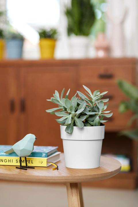 Actual product image Elho b.for original (16 cm)