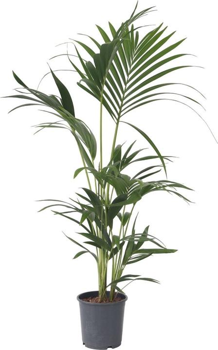 Actual product image Plant in a Box Howea Forsteriana - Kentia Palm (100 cm)