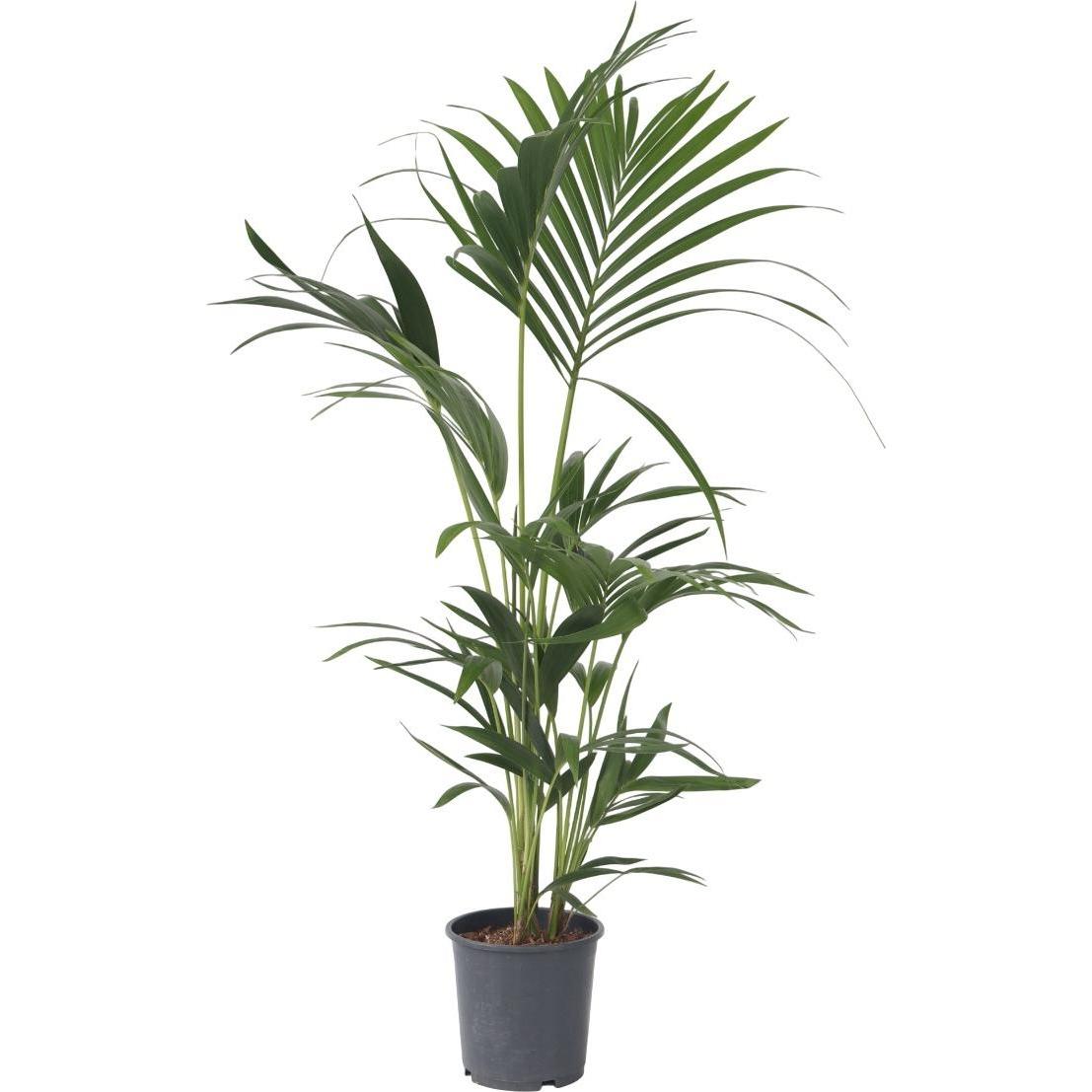 Plant in a Box, Pflanzen, Howea Forsteriana - Kentia Palme (100 cm)