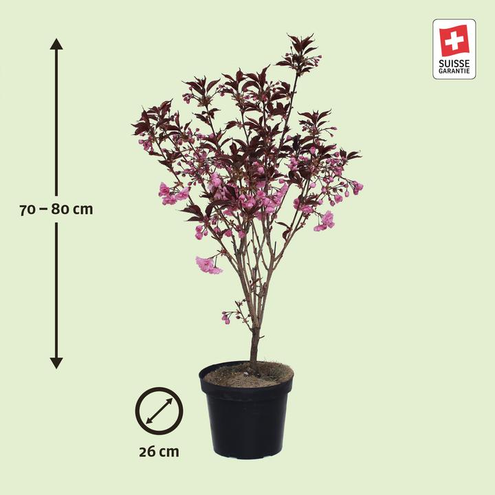 Immagine prodotto Zulauf Jap. Nelken-Kirsche / Prunus serr. 'Royal Burgundy' (80 cm)