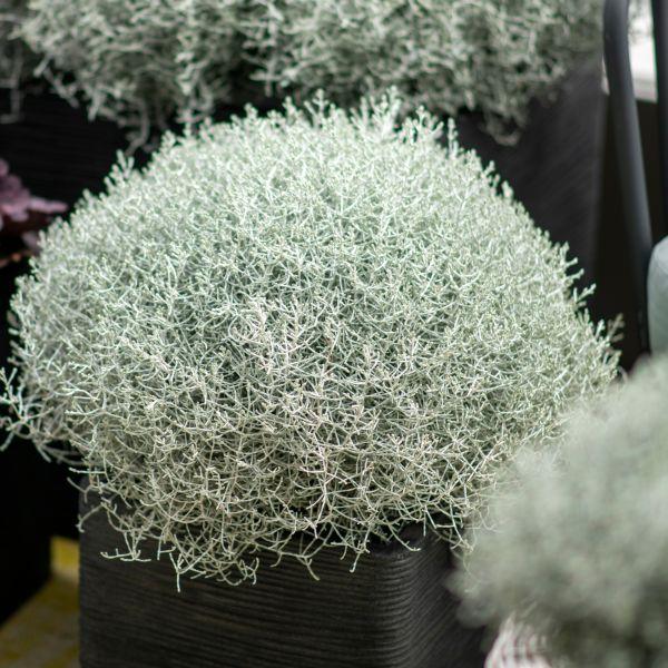 Produktbild Säntispracht 2 er Set, Der silberne Winterschmuck, Silberkopf - Calocephalus brownii  Silver (60 cm)