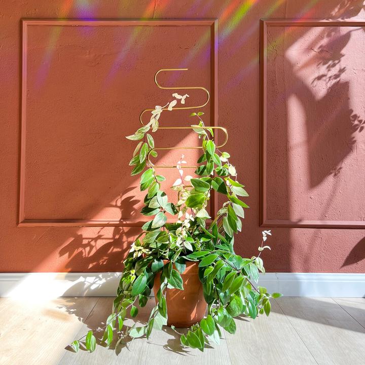 Produktbild Botanopia Rankhilfe Squiggle Gold (100 cm)
