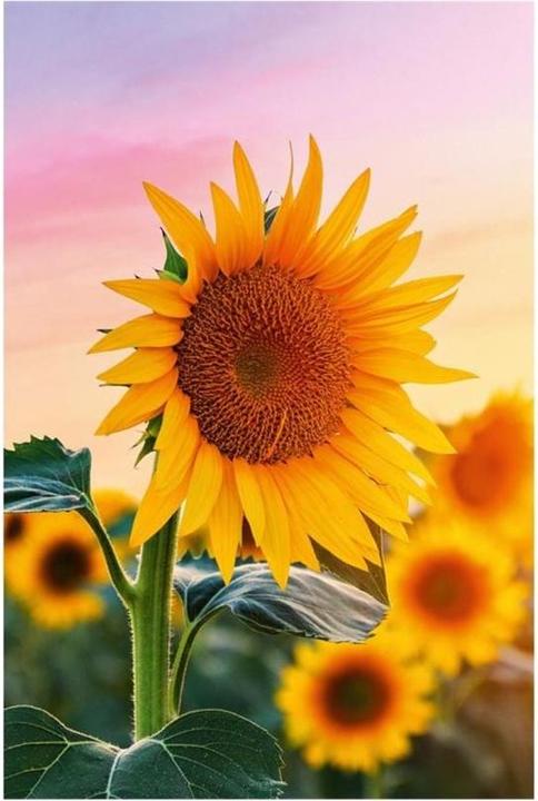 Produktbild ABC Glückwunschkarte Sonneblume 12.5 x 17.6 cm (1 Stk.)