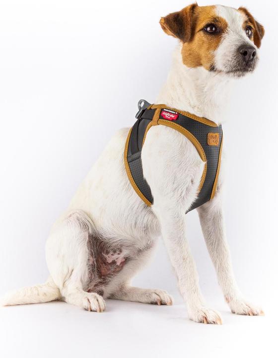 Productafbeelding Curli Harnas Apple Leer, S, Zwart (S, Hond, Algemeen)