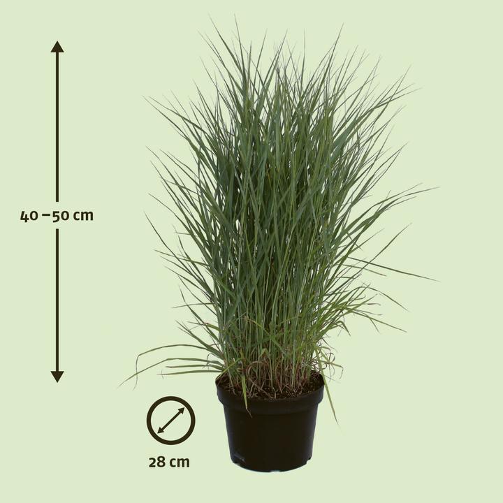 Produktbild Zulauf Rutenhirse / Panicum virgatum Prairie Sky (40 cm)
