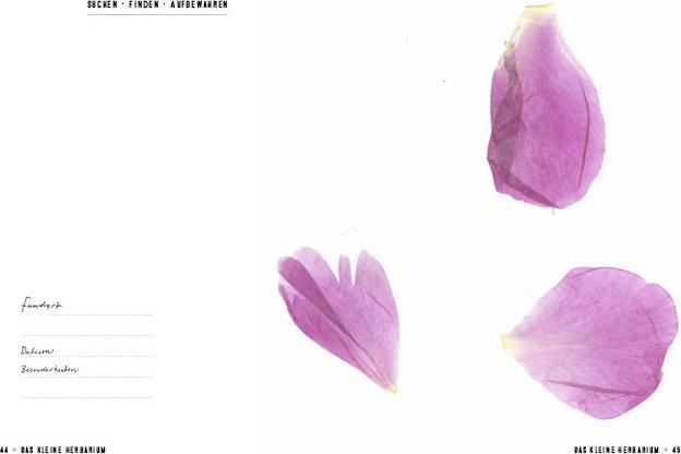 Produktbild Das kleine Herbarium (Deutsch, Saskia de Valk, 2016)