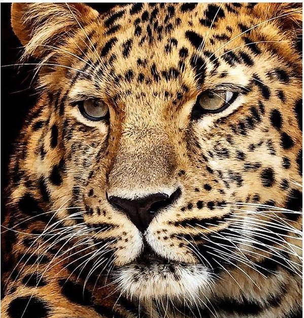 Diamond Dotz Diamond Painting Jaguar Kopf