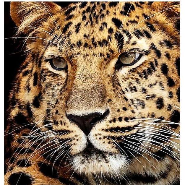 Diamond Dotz Diamantschilderij Jaguarkop