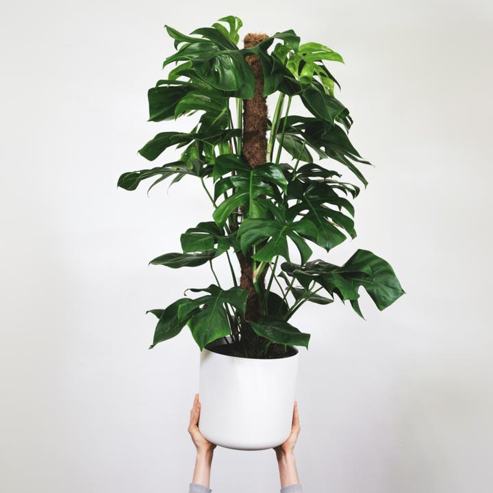 Produktbild Plant in a Box Monstera Monkey Mask - Affenmaskpflanze auf einem Stab (60 cm)