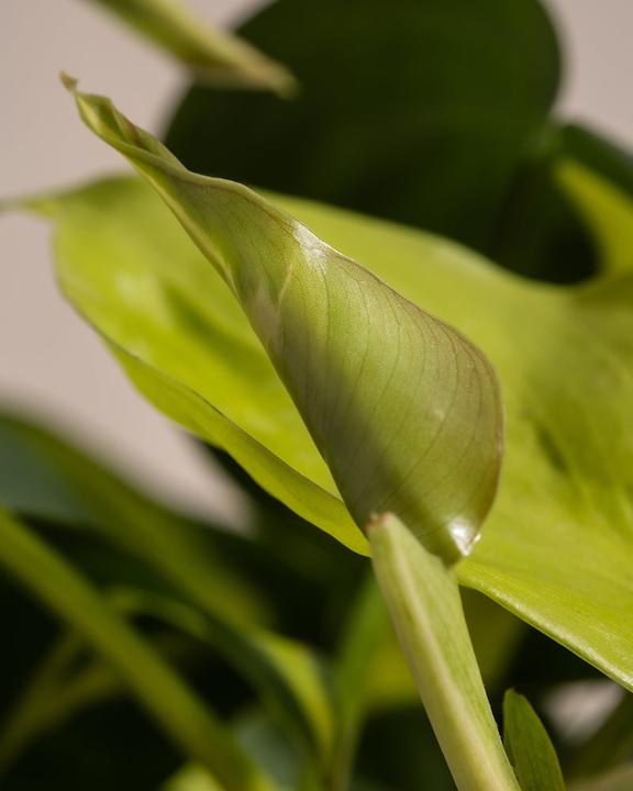 Image du produit feey Philodendron scandens Brasil (15 cm, Fraîchement rempotés)
