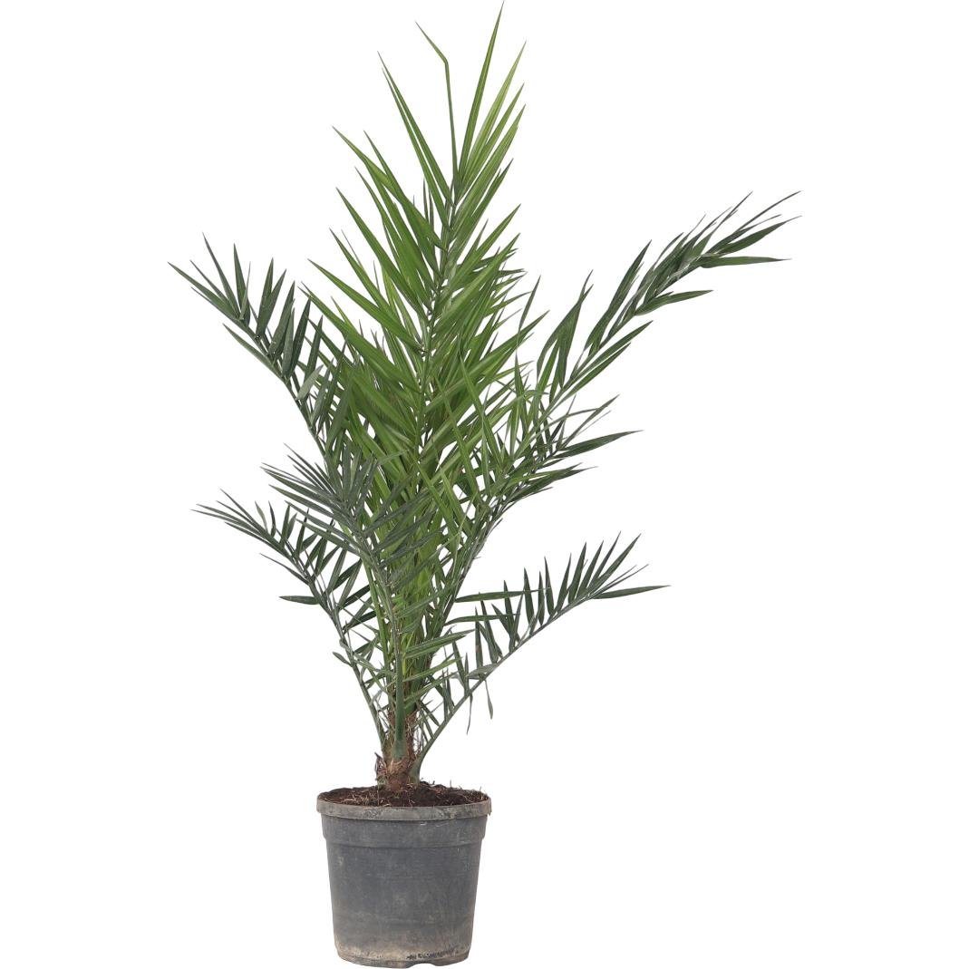 Plant in a Box, Pflanzen, Phoenix canariensis - Kanarische Dattelpalme (80 cm)