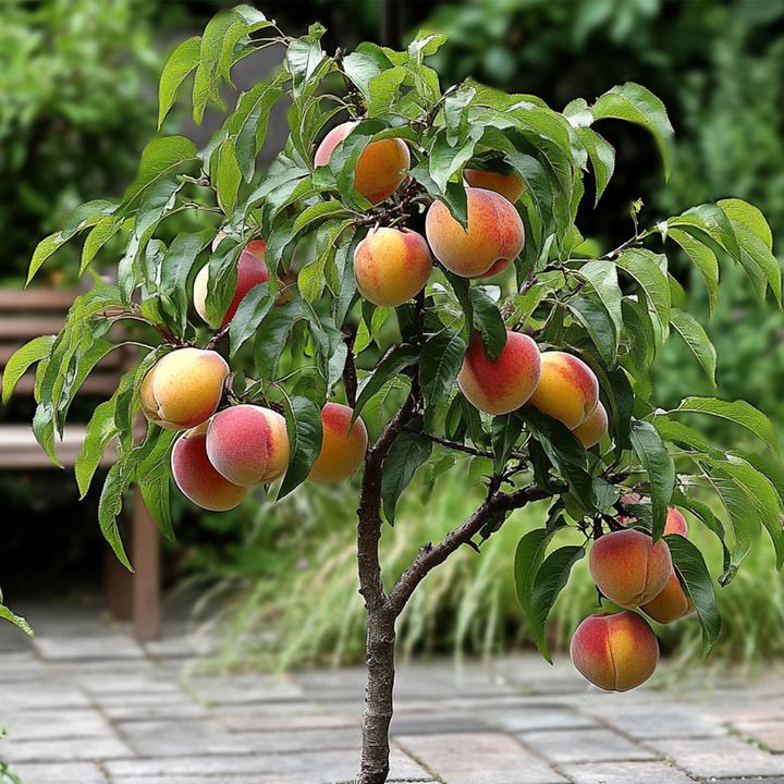 Image du produit Plant in a Box Prunus 'Bonanza' - Pêcher (60 cm)