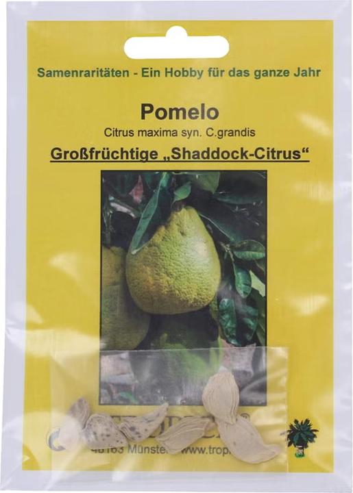 Produktbild Tropica Pomelo Citrus maxima syn. C.grandis (Früchtesamen)