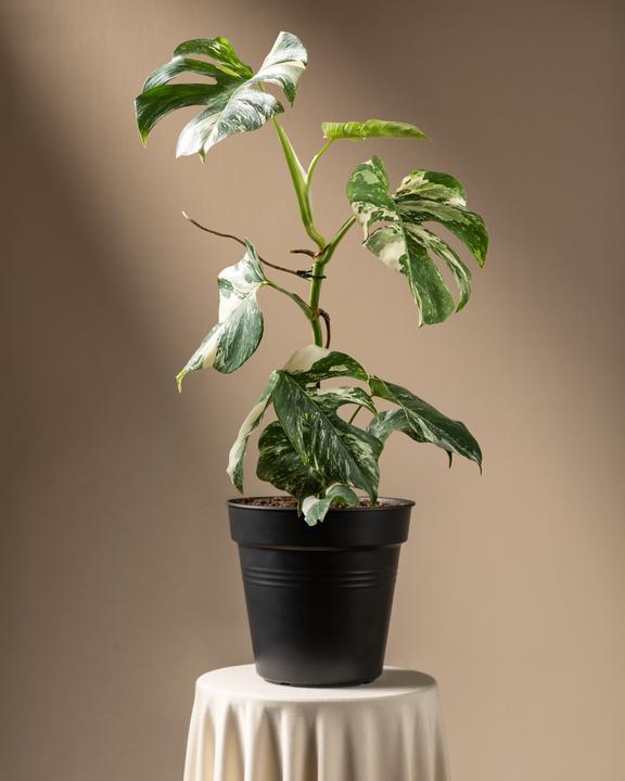 Actual product image feey Monstera deliciosa variegata (65 cm, Freshly repotted)