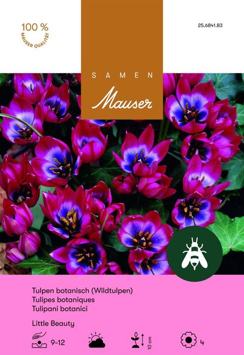 Produktbild Samen Mauser Little Beauty (Blumenzwiebeln)