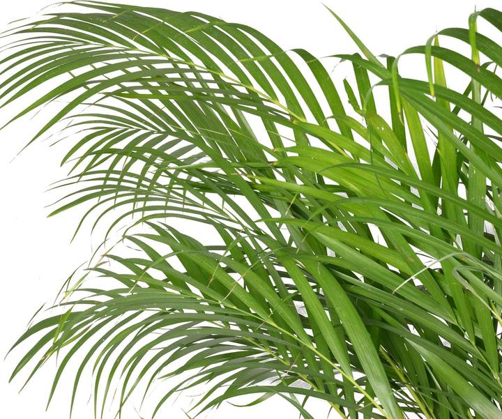 Immagine prodotto Flowerbox Palma da frutto dorata - Areca Dypsis Lutescens (120 cm)
