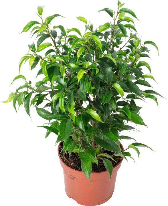Produktbild Flowerbox Birkenfeige "Natasja" verzweigt - Ficus benjamini (30 cm)