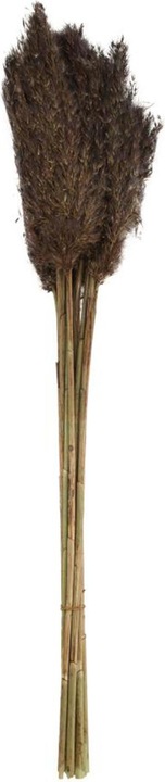 Image du produit Dijk Tube de pieu - Arundo donax (Fleurs séchées)