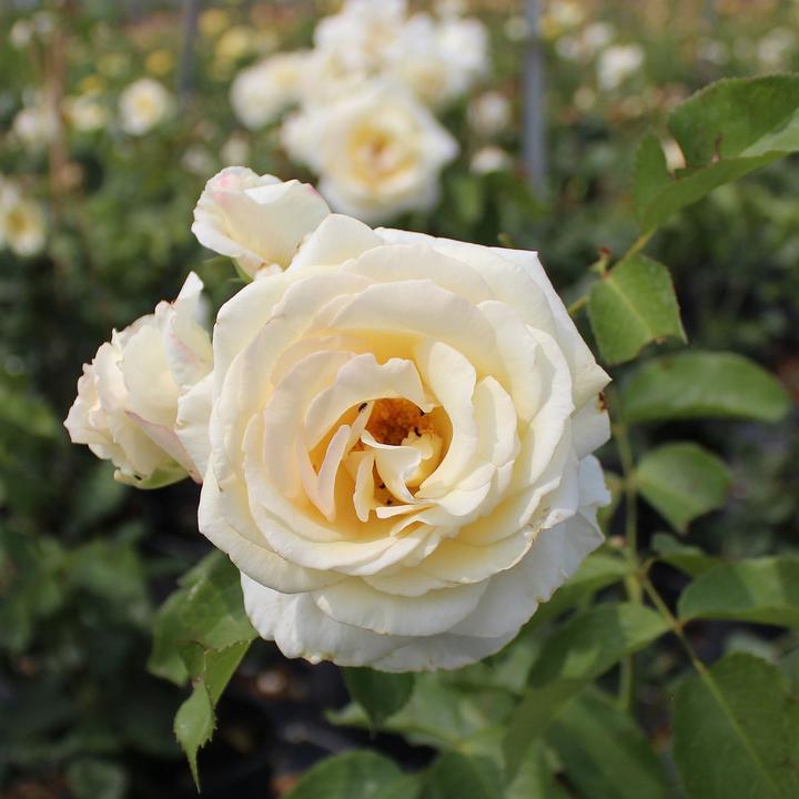 Produktbild Zulauf Kletterrose / Rosa (CLB) 'Schneewalzer'® (40 cm)