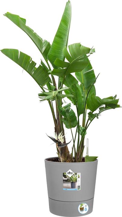 Actual product image Elho Blumenschale (30 cm)