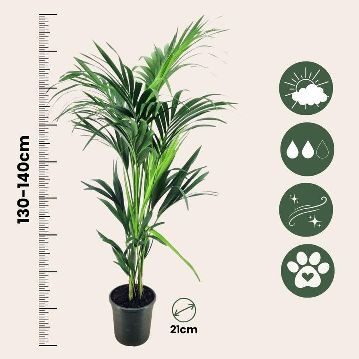 Produktbild Plant in a Box Howea forsteriana - Kentia Palme (130 cm)