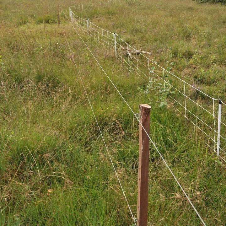 Immagine prodotto Gallagher Insultimber/Eco (x25)