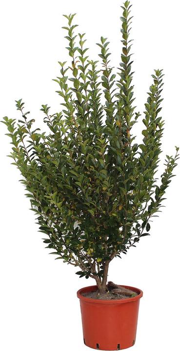 Image du produit Zulauf Ovalblättriger Liguster / Ligustrum ovalifolium (150 cm)