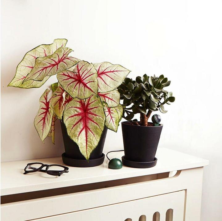 Produktbild FYTA Tropfer-Set 1 Beam + Wi-Fi Hub, Bewässerungsart (Tropfbewässerung Set)