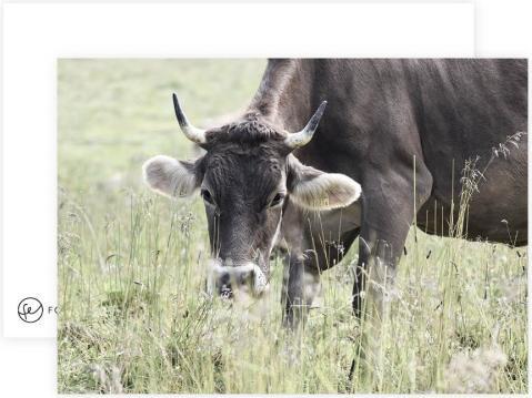 Produktbild Fotoeigenart Postkarte Bern by NightPostkarte Kuh mit Hörner