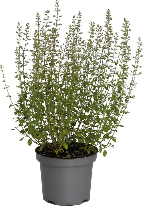 Produktbild Zulauf Calamintha nepeta / Steinquendel (20 cm)