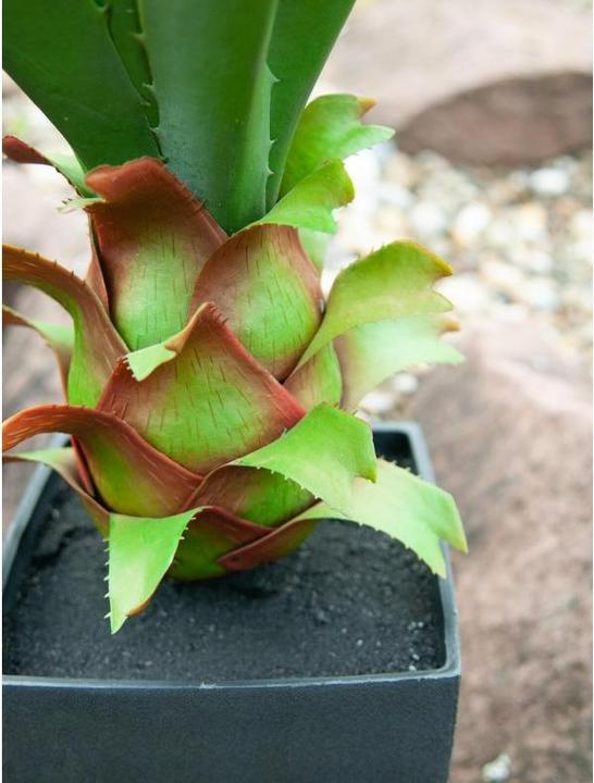 Actual product image Europalms Agave im Topf (75 cm)