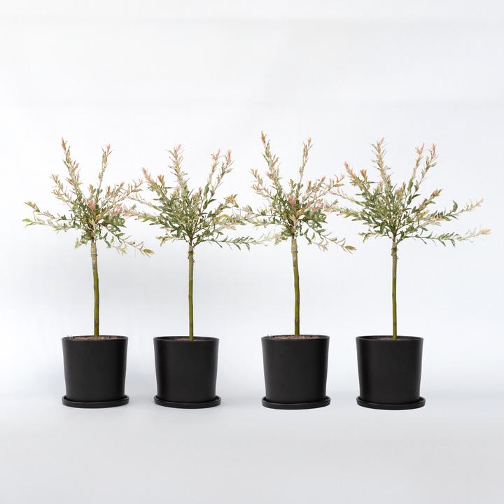 Produktbild Plant in a Box Salix integra 'Flamingo' (60 cm)