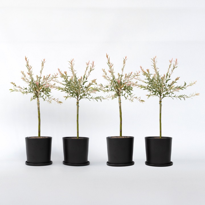 Immagine prodotto Plant in a Box Salix integra 'Flamingo' (60 cm)