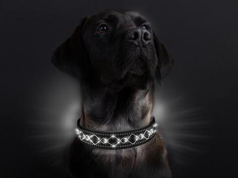 Image du produit Animal Light Collier lumineux pour chien Beauty (M, Chien)