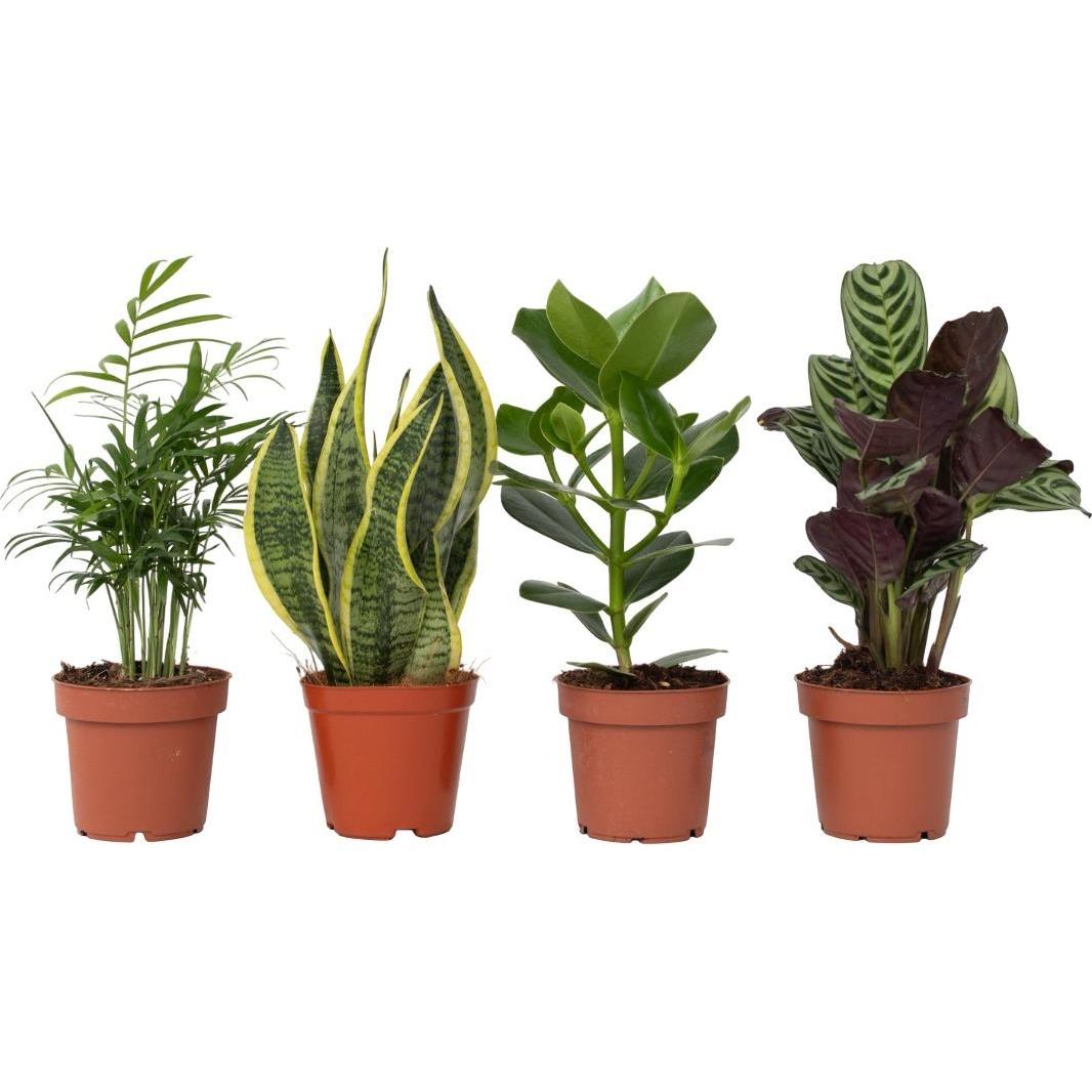 Plant in a Box, Pflanzen, Sansevieria, Chamaedorea, Ctenanthe, Clusia (40 cm)