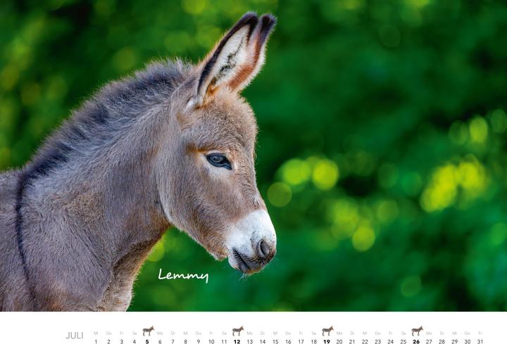 Produktbild Esel Kalender 2026 (47,5 x 33 cm)