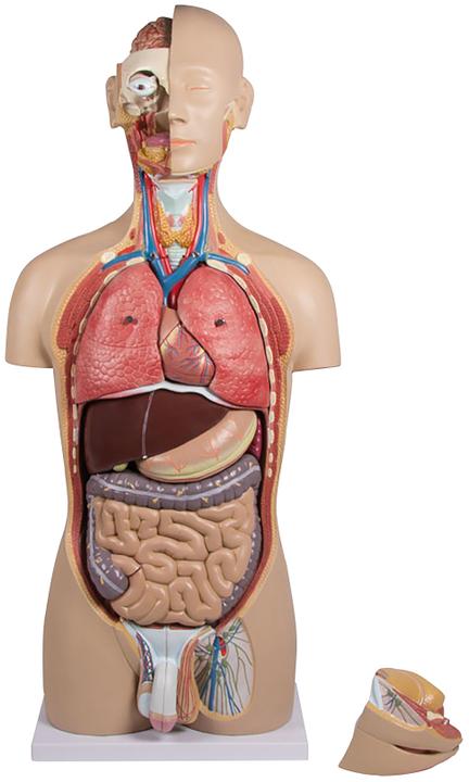 Immagine prodotto Erler Zimmer Modello anatomico del busto con schiena aperta (40 x 23 x 88 cm)