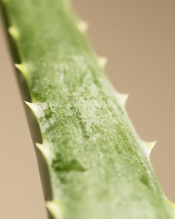 Immagine prodotto feey Echte Aloe (35 cm, Appena rinvasata)