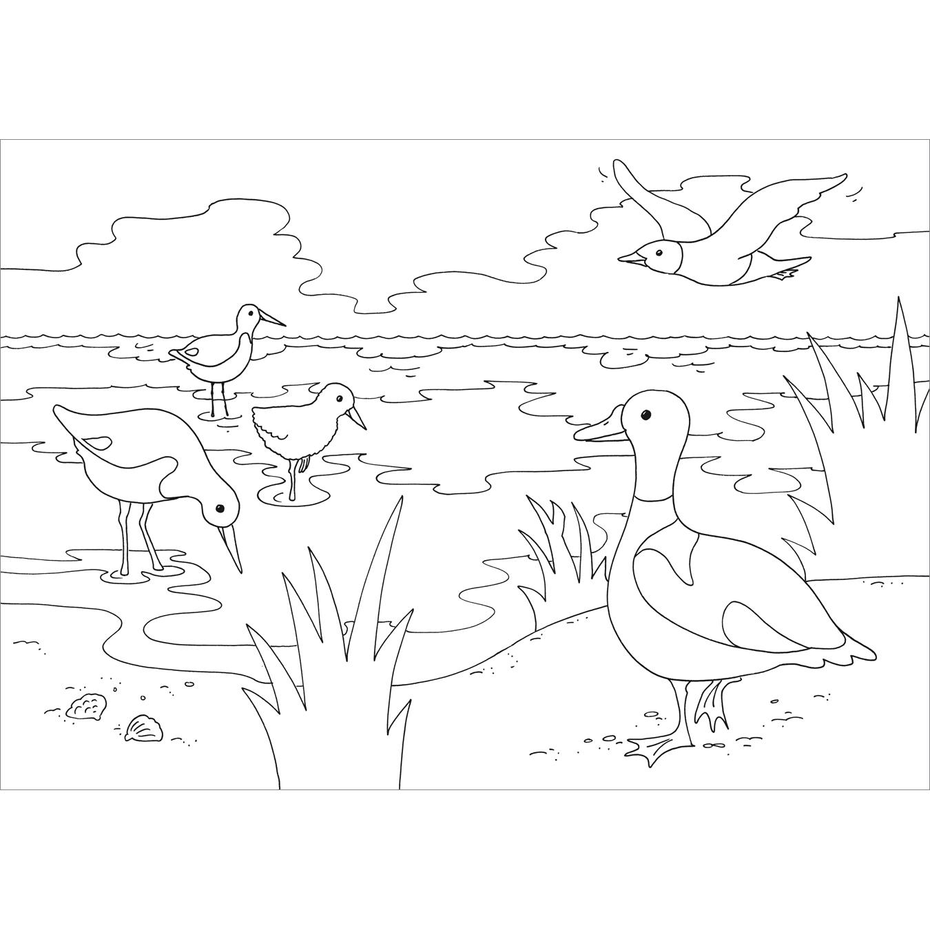 Thumbnail - Mein schönstes Malbuch Am Meer, Kinderbücher von Tessloff Verlag Ragnar Tessloff GmbH & Co.KG, Corina Beurenmeister