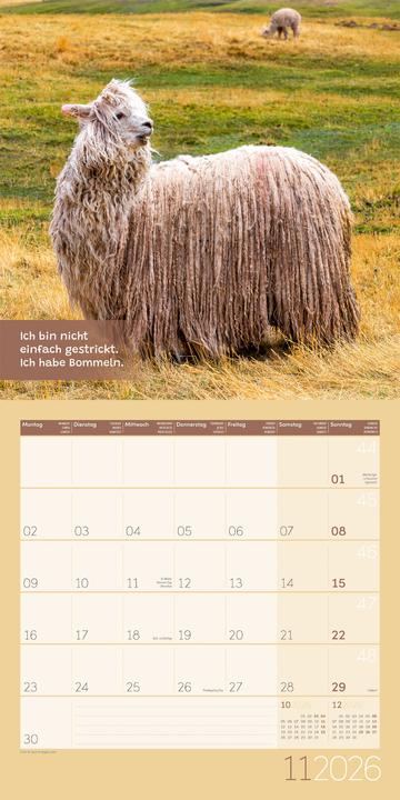 Image du produit No Drama, Lama! Kalender 2026 - 30x30 (30 x 30 cm, Couverture rigide, Allemand)
